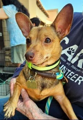A young small-sized female Chihuahua dog named Izzy for adoption in Santa Paula, CA