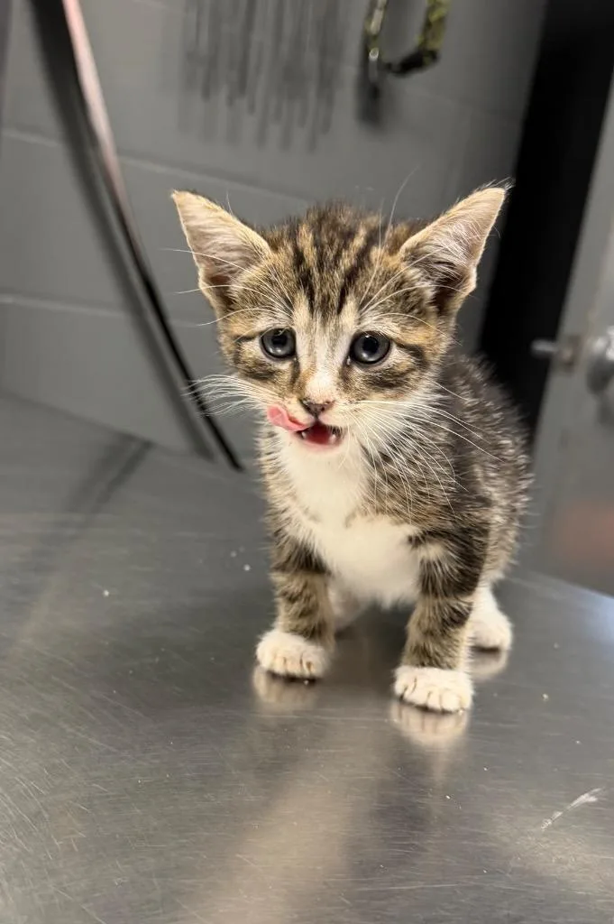 A baby small-sized female Domestic Short Hair cat named Pearly for adoption in Missouri City, TX