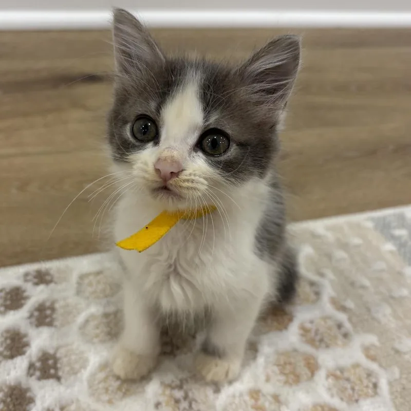 A baby small-sized female Domestic Medium Hair cat named Daisy for adoption in Cumming, GA