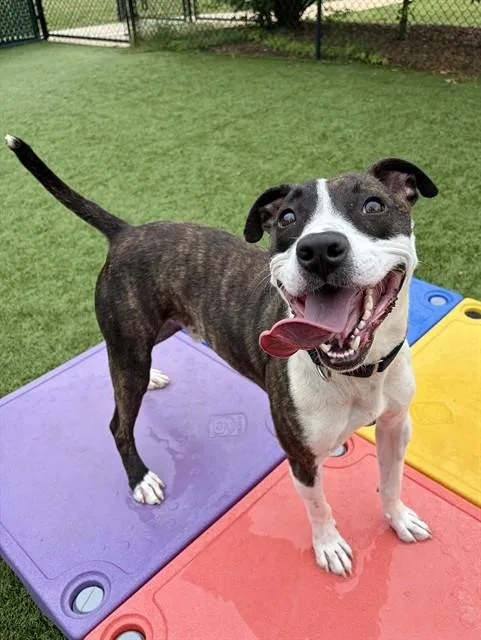 A young medium-sized male Pit Bull Terrier dog named Taz for adoption in Statesville, NC