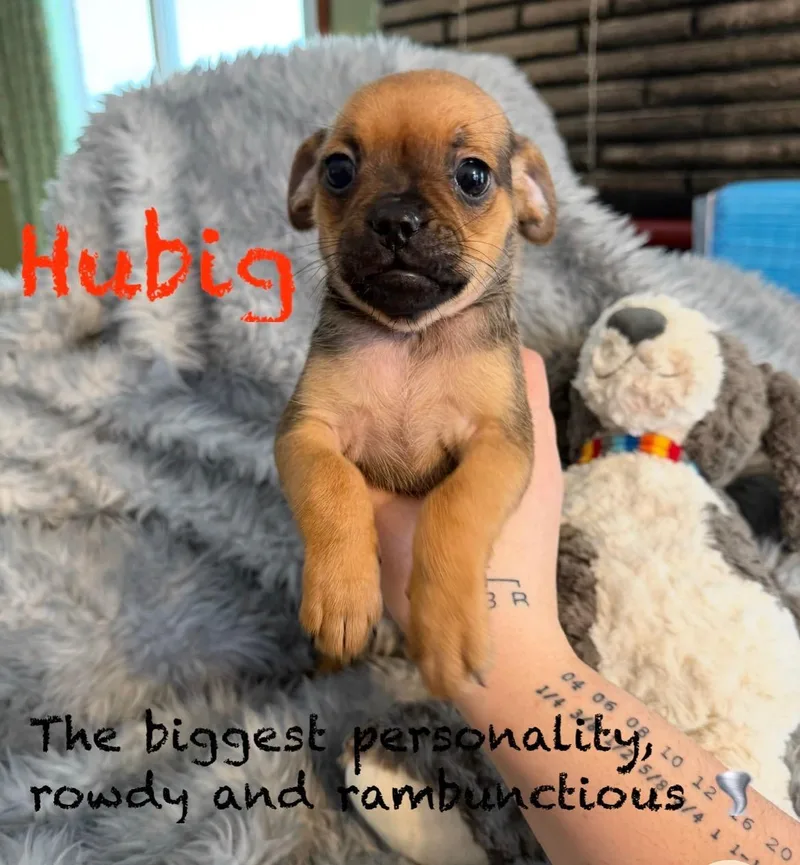 Male Pugmin Pin Pups thumbnail 2