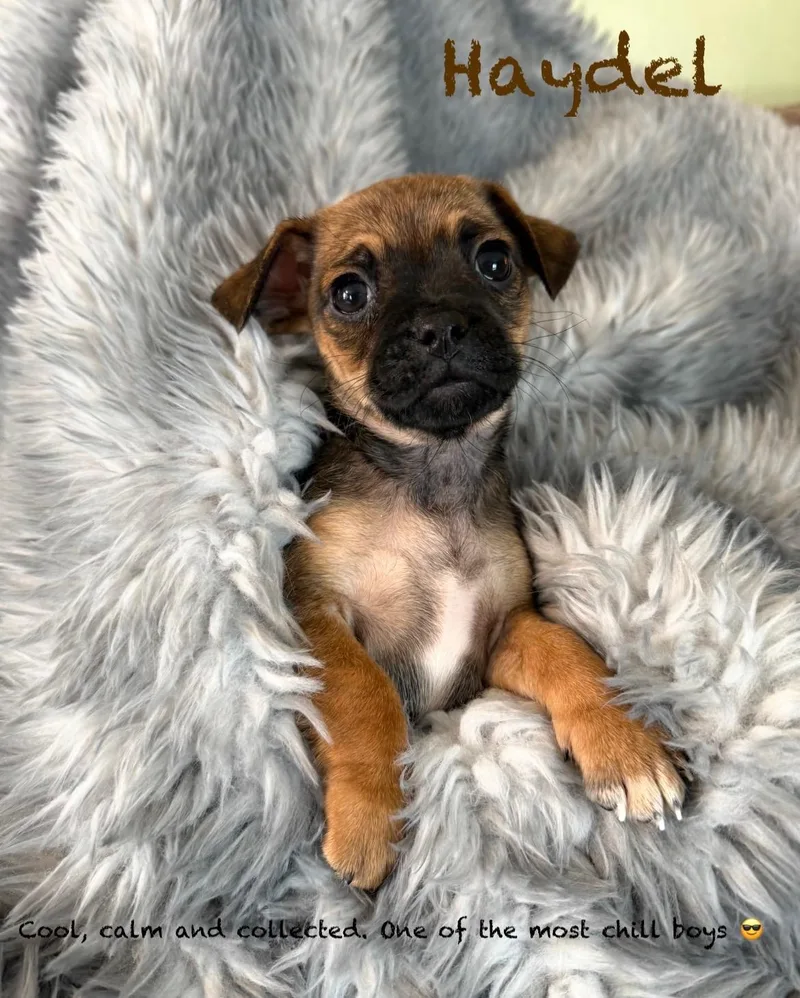 Male Pugmin Pin Pups thumbnail 3