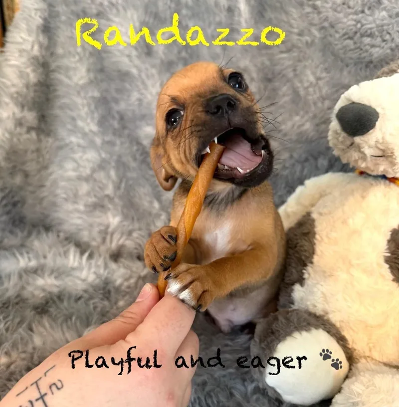 Male Pugmin Pin Pups thumbnail 6