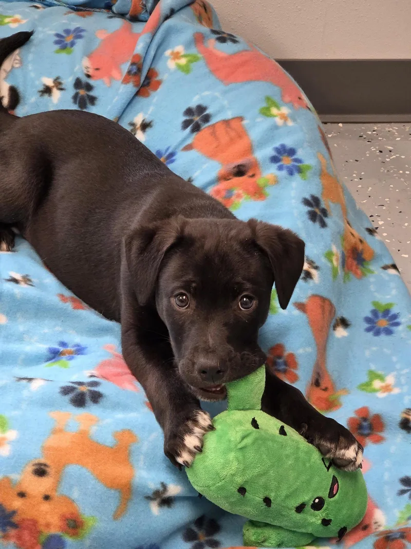 A baby large-sized male Labrador Retriever dog named Joel for adoption in Greenville, IL