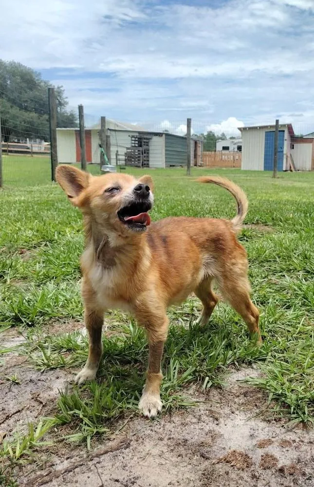 An adult small-sized female Tricolor (Brown, Black, & White) Chihuahua dog named Etta for adoption in Winter Garden, FL