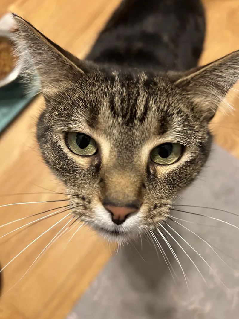 An adult large-sized female Tabby (Brown / Chocolate) Domestic Short Hair cat named Tortle for adoption in Fredericksburg, VA