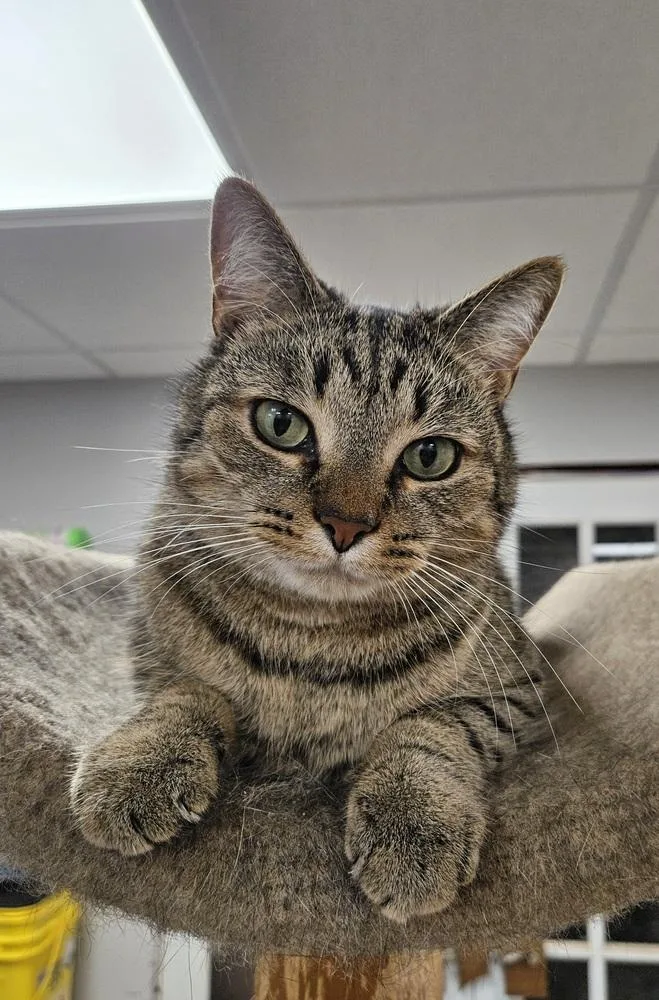 An adult large-sized male Brown / Chocolate Domestic Short Hair cat named Ag Aka Amazing Grace for adoption in Greensboro, NC