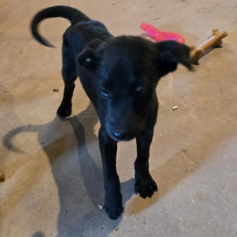 A baby medium-sized male Black Labrador Retriever dog named Mork for adoption in Waggaman, LA