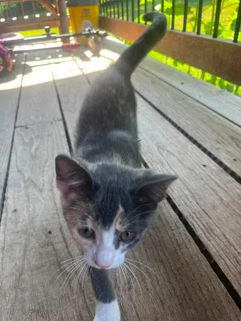 A baby medium-sized female Dilute Calico Domestic Short Hair cat named Clover for adoption in Avondale, PA
