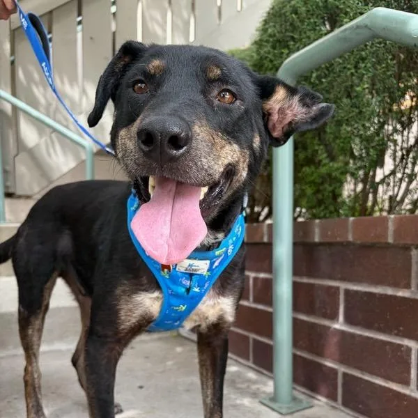 An adult medium-sized male Black Terrier dog named Gromit for adoption in Pasadena, CA