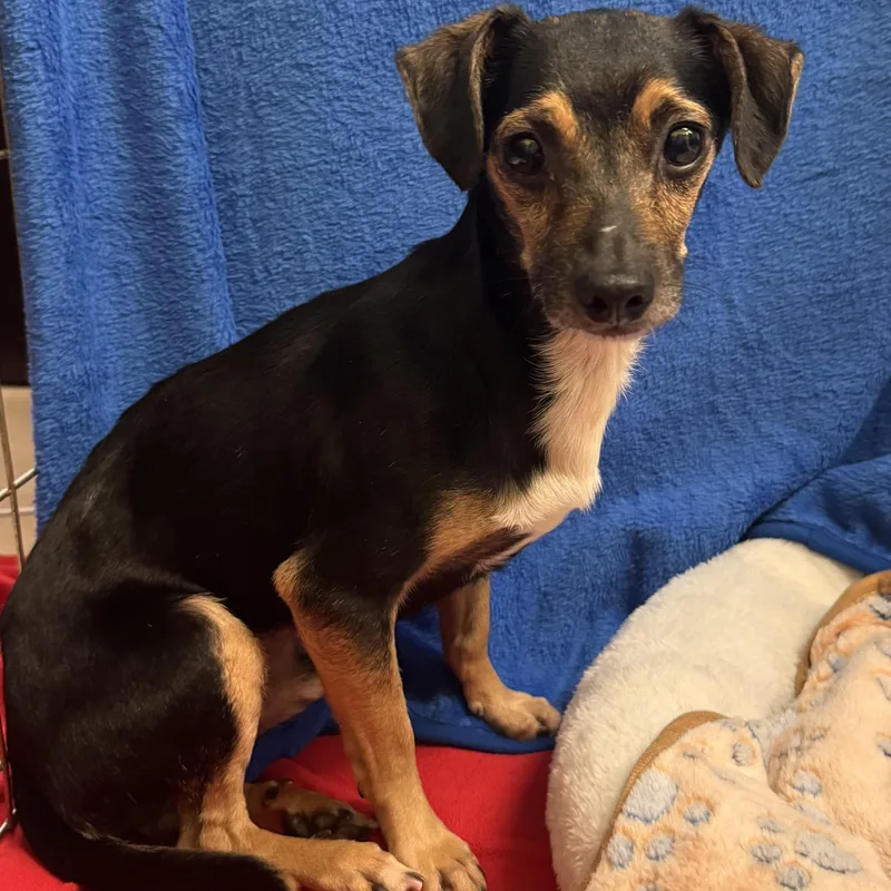 A senior small-sized male Black Chihuahua dog named Drake for adoption in Boca Raton, FL