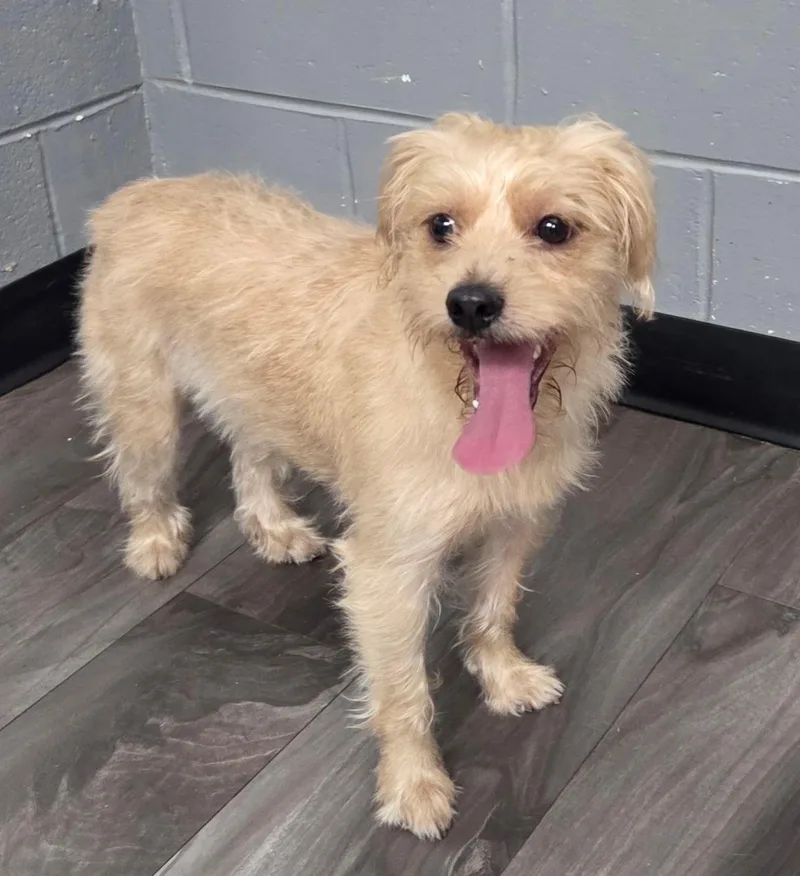 An adult small-sized female Apricot / Beige Yorkie Poo dog named Bucky for adoption in Trenton, NJ