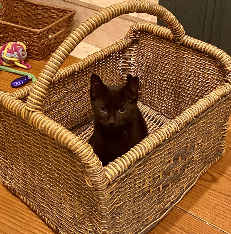 A baby medium-sized female Black Domestic Short Hair cat named Laalaa for adoption in Bethel, CT