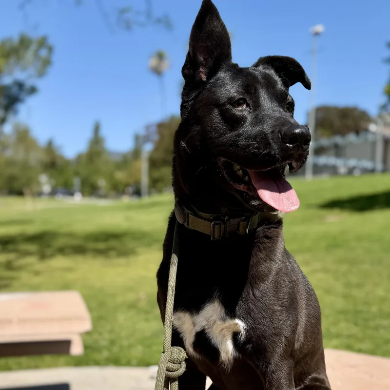 Hopscotchhappy  Sweet Boy thumbnail 5