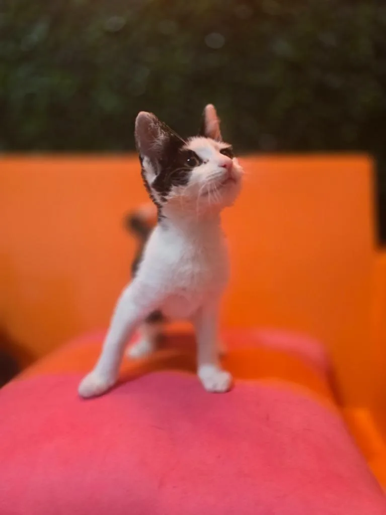 A baby small-sized female Domestic Short Hair cat named Tippy for adoption in Sebastian, FL