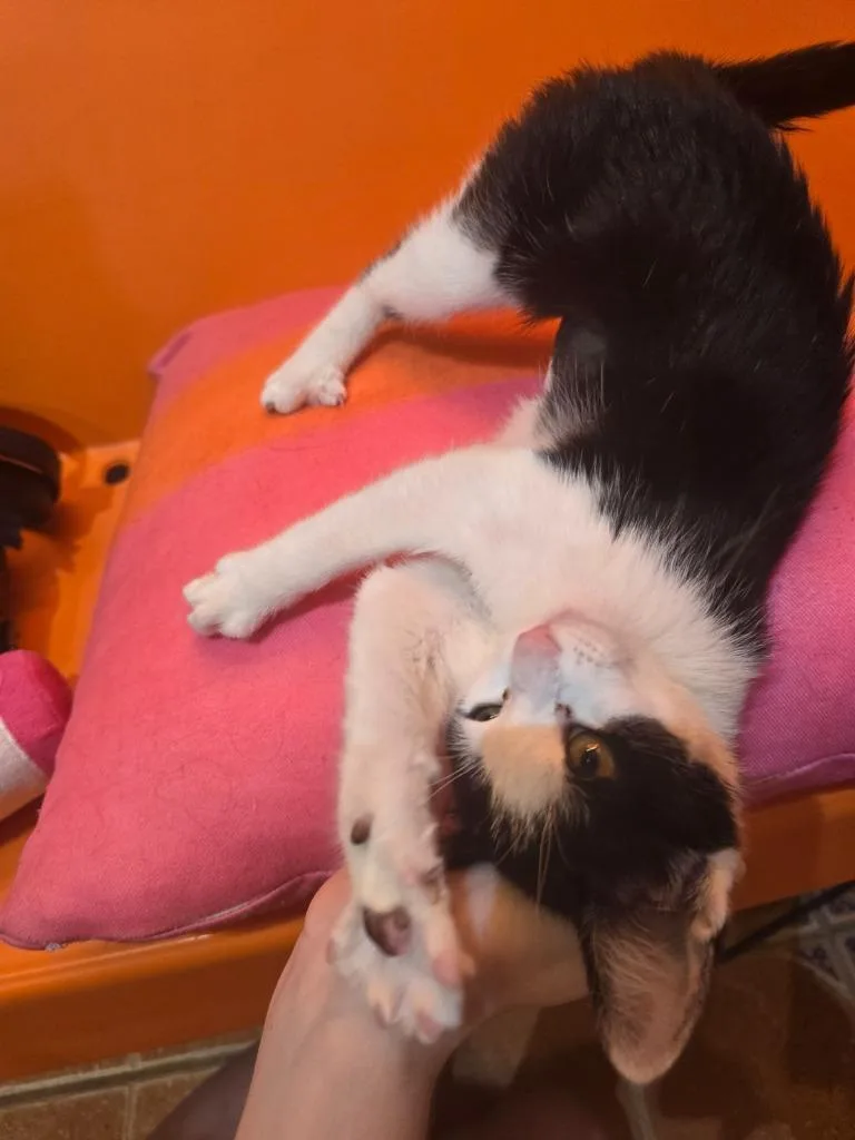 Tippy thumbnail 5
