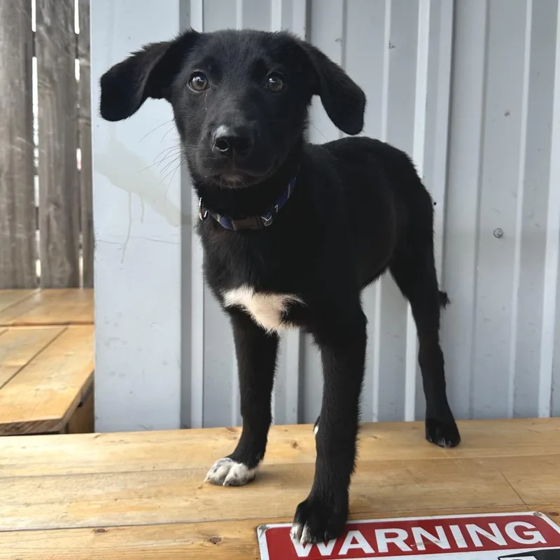 A baby medium-sized male Black Labrador Retriever dog named Toto DI for adoption in Union, MO