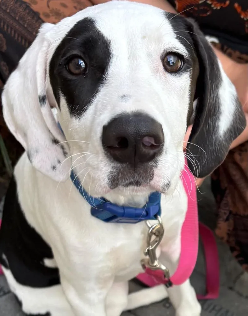Pongo