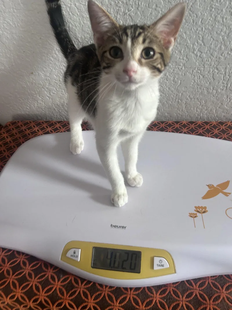A young medium-sized male Domestic Short Hair cat named Chi for adoption in Riverside, CA