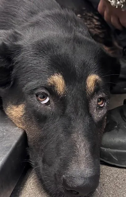 A young large-sized male Rottweiler dog named Niles for adoption in Tucson, AZ