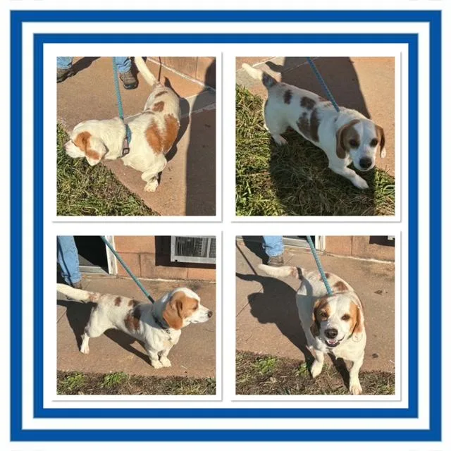An adult small-sized female White / Cream Beagle dog named Bodie for adoption in Buckhannon, WV