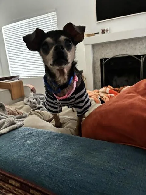 A senior small-sized female Chihuahua dog named Estrella for adoption in San Diego, CA