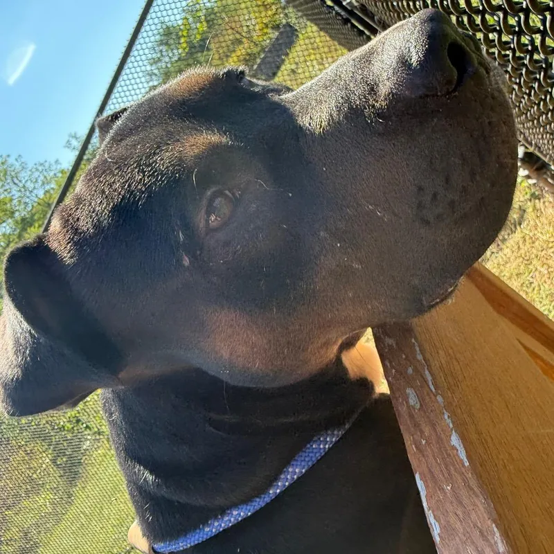 An adult large-sized male Black Pit Bull Terrier dog named Alf for adoption in York, PA