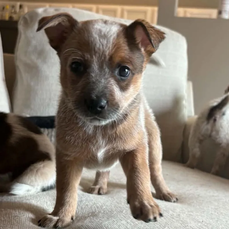 A baby medium-sized male Red / Chestnut / Orange Australian Cattle Dog / Blue Heeler dog named Smirnoff for adoption in Normal, IL