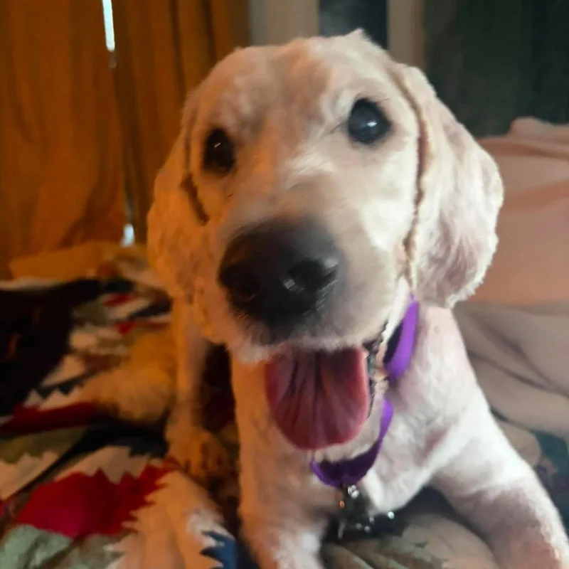 A senior large-sized female White / Cream Standard Poodle dog named Pearl for adoption in Edwards, IL