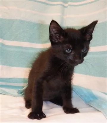 A baby small-sized male Domestic Short Hair cat named Yolo for adoption in San Jose, CA