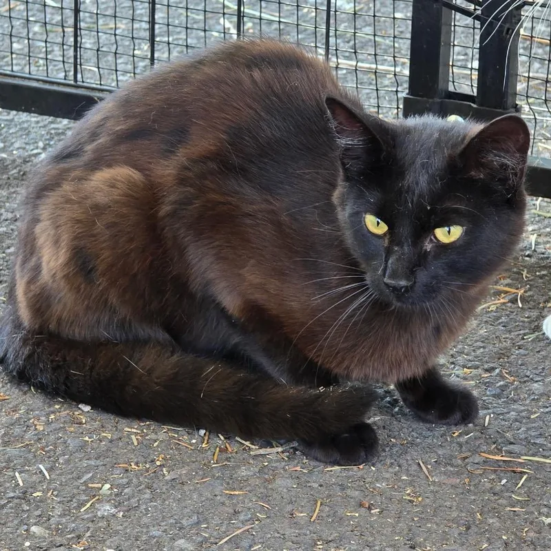 An adult small-sized male Brown / Chocolate Domestic Short Hair cat named Krispie for adoption in Klamath Falls, OR