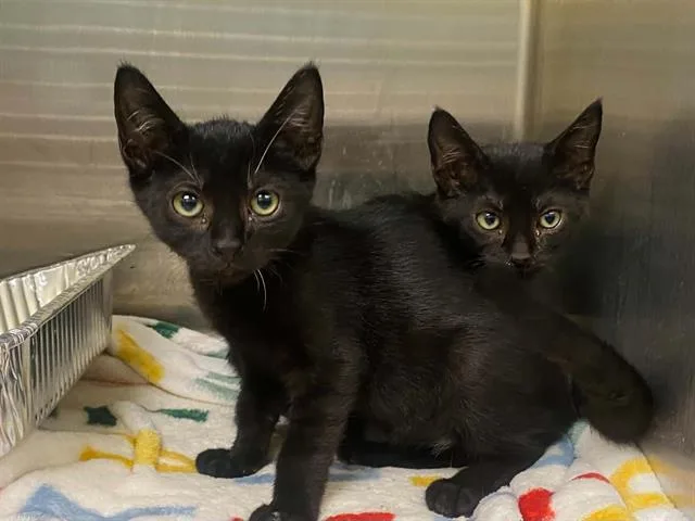 A baby small-sized male Domestic Short Hair cat named Tito for adoption in Tustin, CA