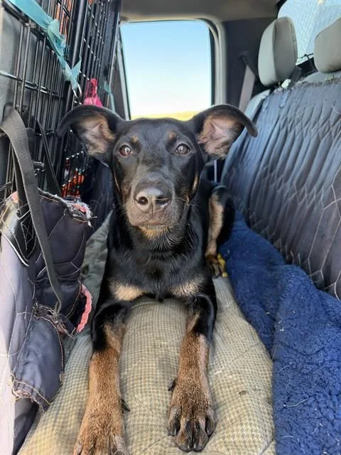 A young medium-sized female Doberman Pinscher dog named Melanie for adoption in Casper, WY