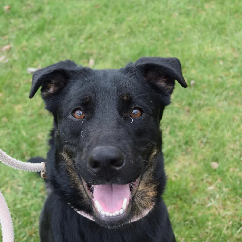 A young medium-sized female Black Mixed Breed dog named Tesla for adoption in Norwich, NY