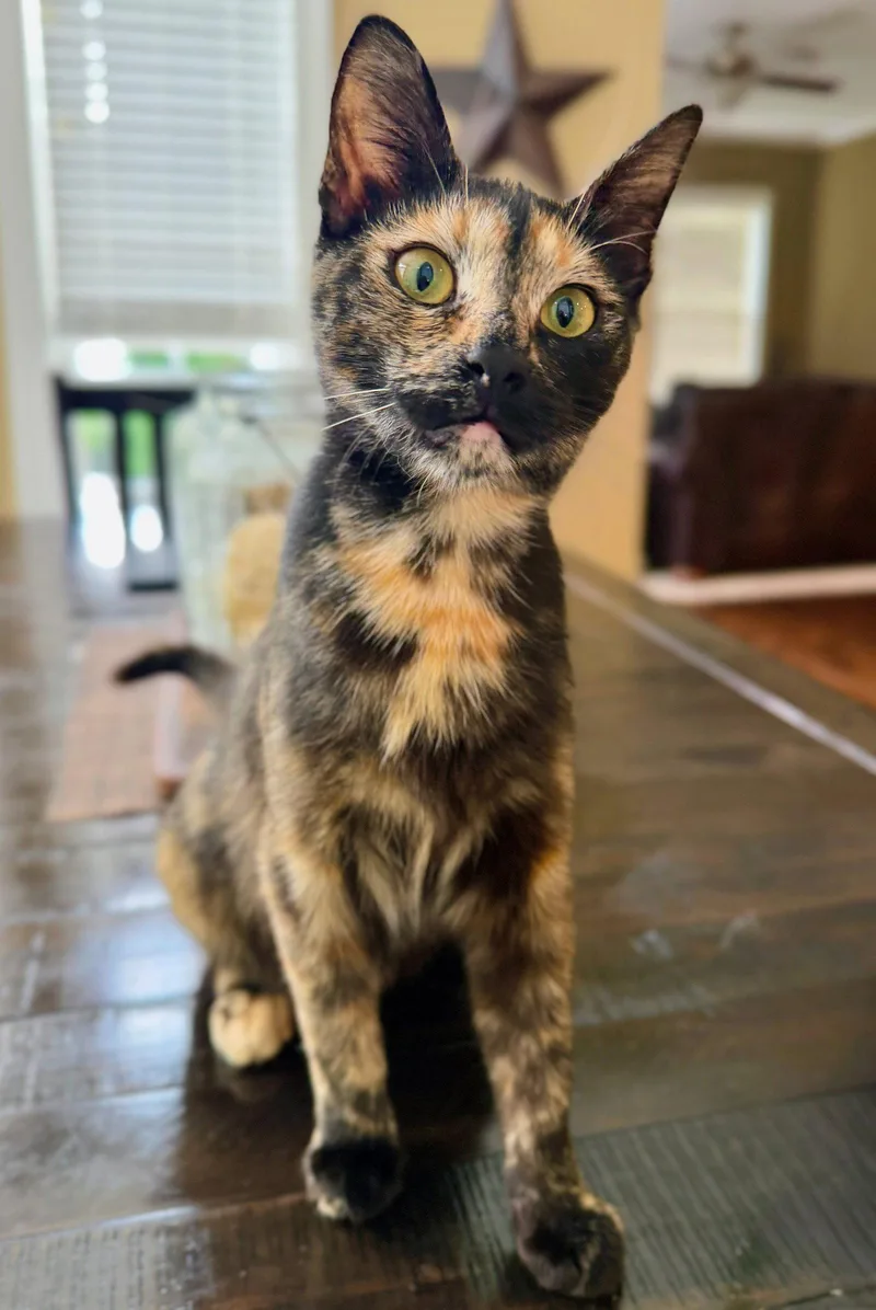 A young medium-sized female Domestic Short Hair cat named Eliana for adoption in Reston, VA