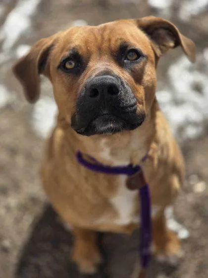 An adult medium-sized male Brown / Chocolate Mixed Breed dog named Punter for adoption in Canon City, CO