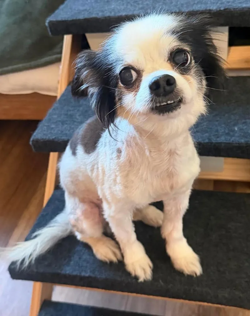 A senior small-sized male Chihuahua dog named Chipper for adoption in Osteen, FL