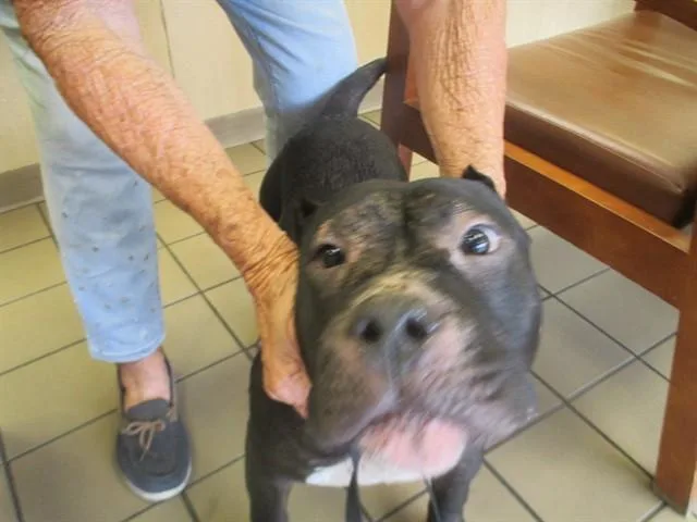 An adult large-sized male American Staffordshire Terrier dog named Nessie for adoption in Ocala, FL