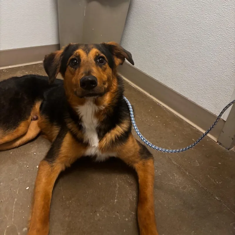 A young medium-sized male Shepherd dog named Mondo for adoption in Tulsa, OK