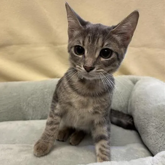A baby small-sized female Gray / Blue / Silver Domestic Short Hair cat named Palm for adoption in Hawthorne, CA