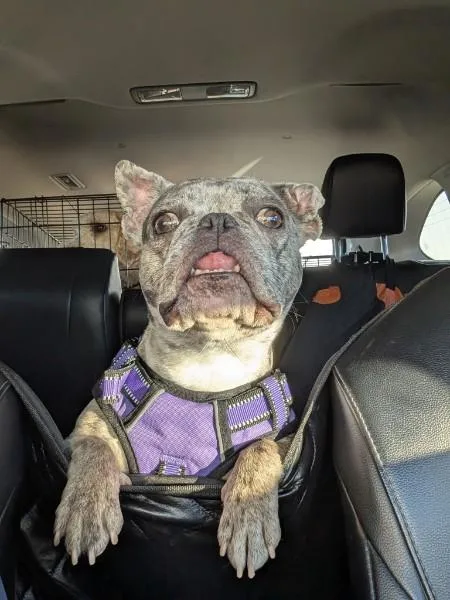 An adult small-sized female Gray / Blue / Silver French Bulldog dog named Ekko for adoption in Casa Grande, AZ
