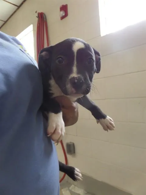 A baby small-sized female Pit Bull Terrier dog named Oberon for adoption in Augusta, GA