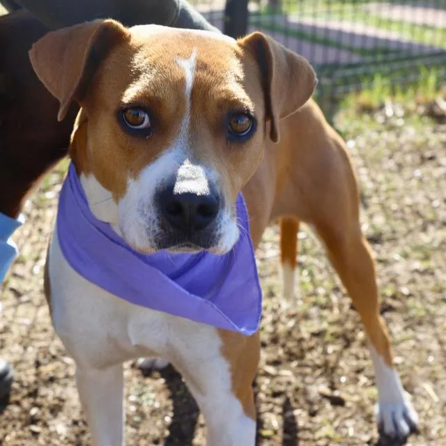 An adult medium-sized female American Staffordshire Terrier dog named Pancakes for adoption in San Antonio, TX