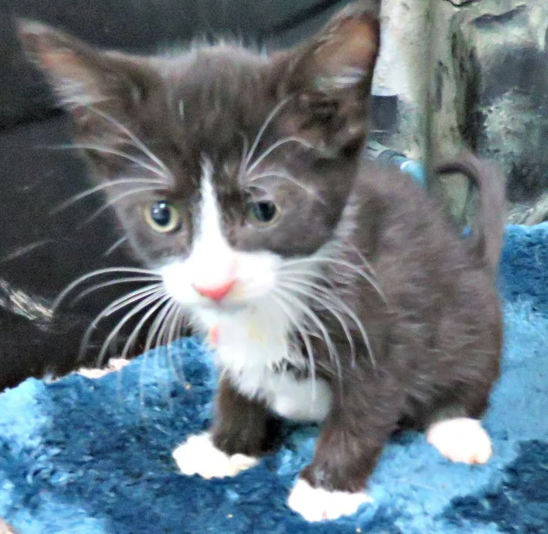A baby medium-sized male Black & White / Tuxedo Domestic Short Hair cat named Cabe for adoption in Lexington, VA