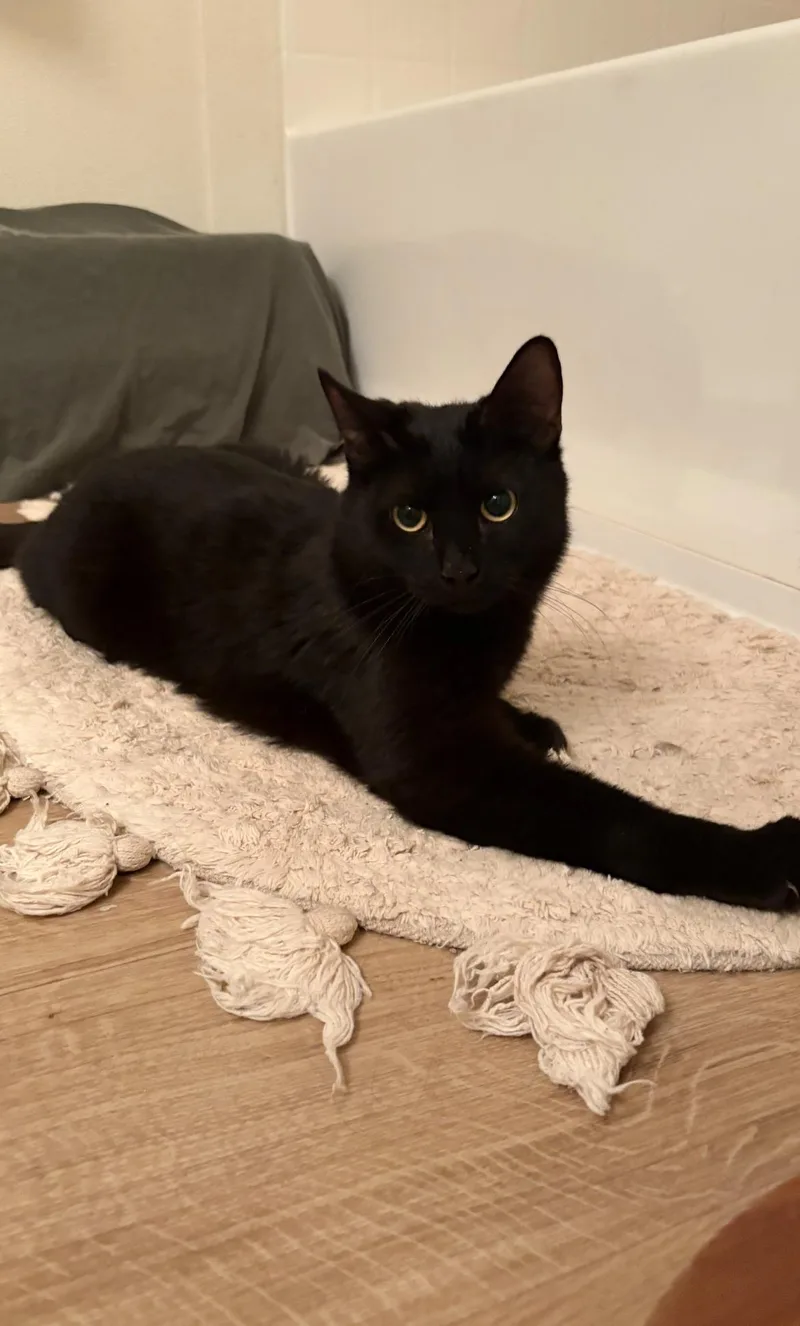 An adult medium-sized male Black Bombay cat named Oli for adoption in Canoga Park, CA