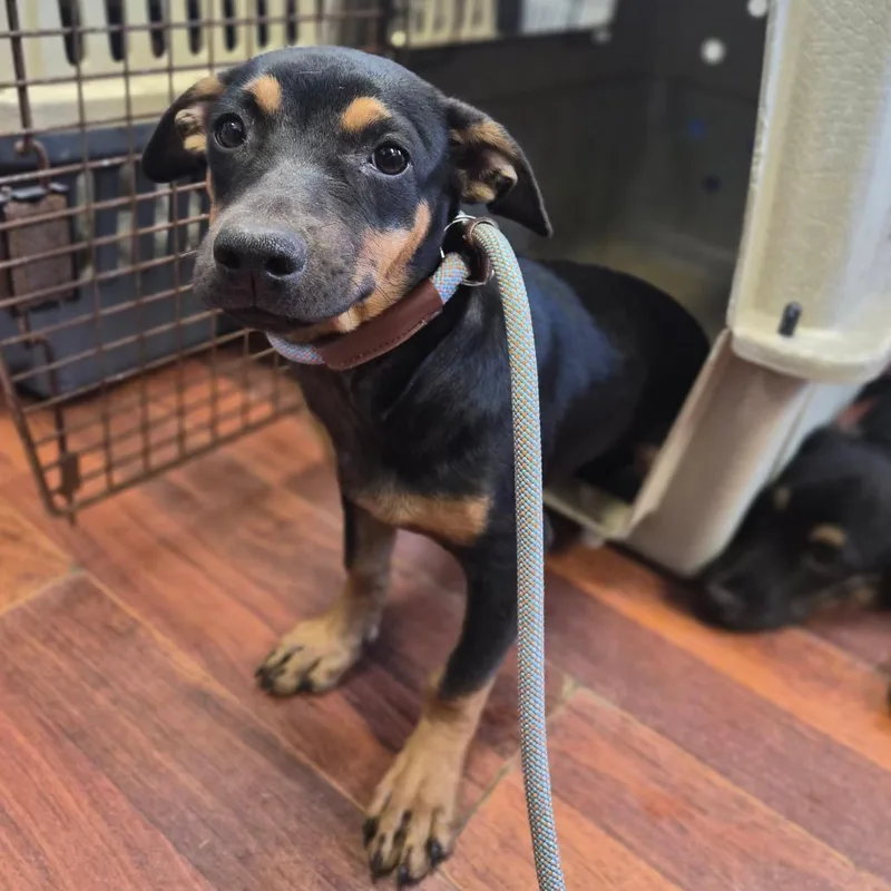 A young medium-sized female Shepherd dog named MiniMe for adoption in Wahiawa, HI