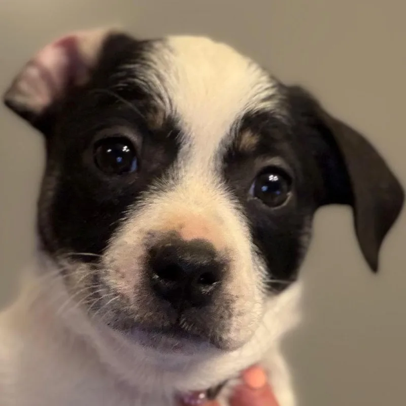 A baby small-sized female White / Cream Parson Russell Terrier dog named Brianna  Dk Green for adoption in Greenfield, IN