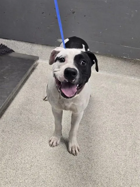 An adult medium-sized male Staffordshire Bull Terrier dog named Ralph for adoption in Tallahassee, FL