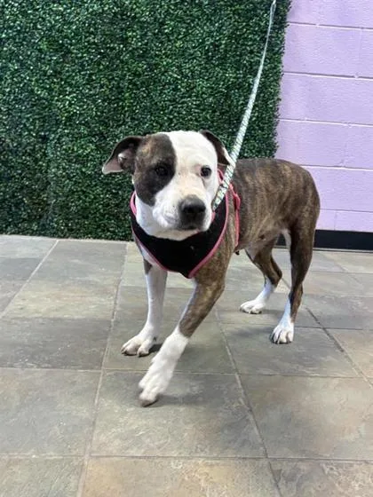 A senior medium-sized female Brindle Pit Bull Terrier dog named Luna for adoption in El Paso, TX