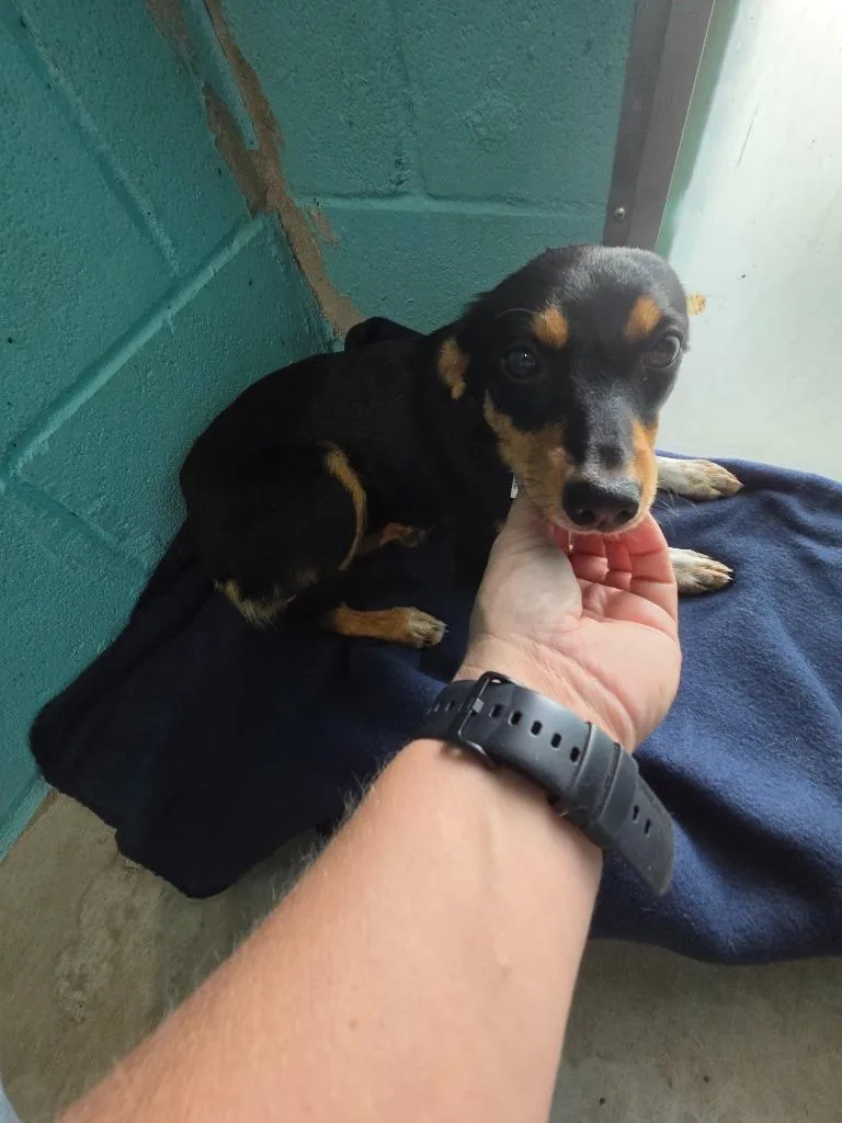 A baby small-sized female Mixed Breed dog named Pepper for adoption in Glen Rose, TX